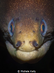 Goldentail moray eel portrait by Michele Kelly 